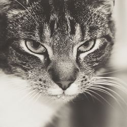 Close-up portrait of cat