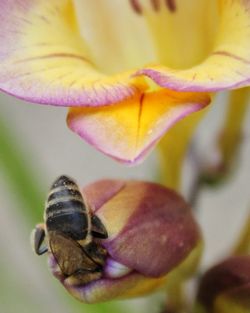 Close-up of bee on flower