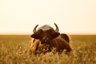 Close-up of horse on field against clear sky