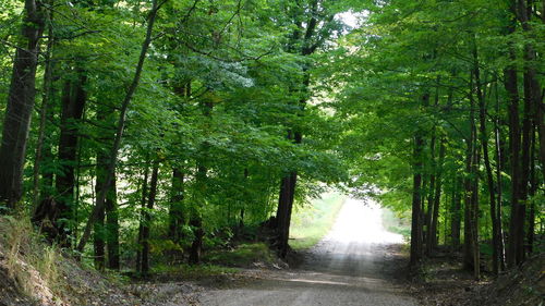 Footpath amidst trees in forest