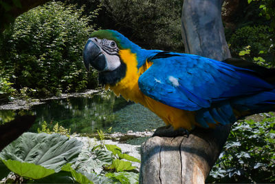 Close-up of blue parrot perching on tree