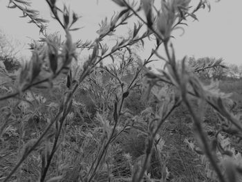 Low angle view of plants growing on field against sky