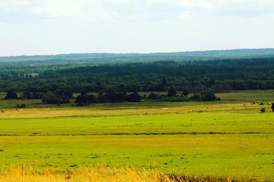 Scenic view of agricultural field against sky