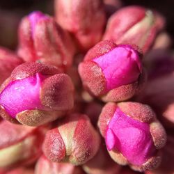 Close-up of pink roses