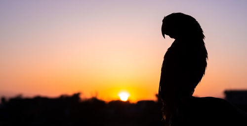 Portrait of silhouette woman standing against sky during sunset