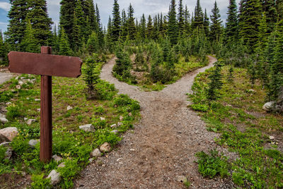 Road amidst trees in forest