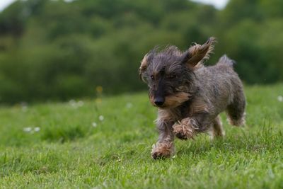 Dog relaxing on grassy field