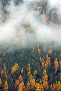 High angle view of trees during autumn