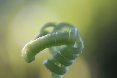 Close-up of green leaf