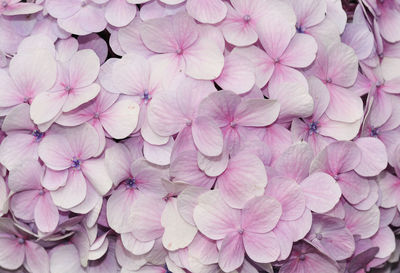 Close-up of hydrangea flowers