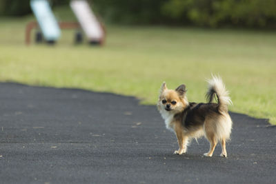 Dog walking on road