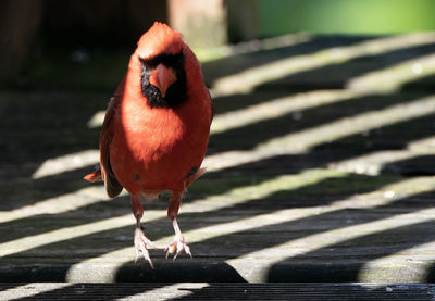 Close-up of bird