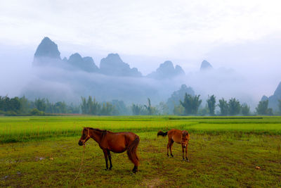 Horses in a field