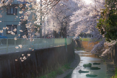 Scenic view of river amidst flowering plants