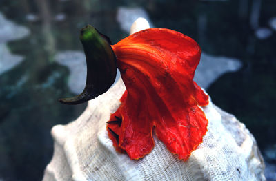 Close-up of swan on red leaf