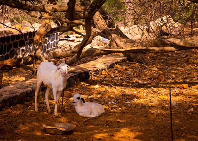 African farm, gorée island 