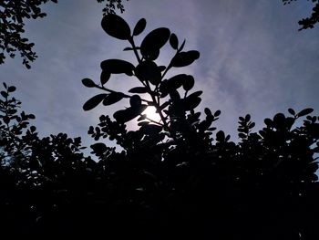 Low angle view of silhouette trees against sky at sunset