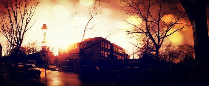 Sun shining through trees