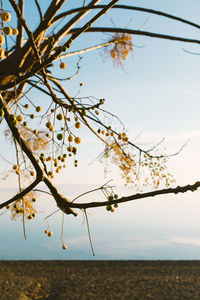 Close-up of branches against clear sky
