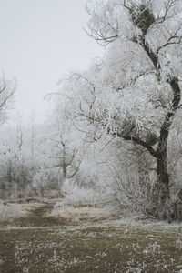 Bare tree on field