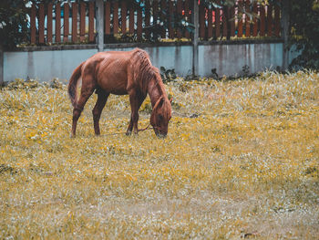 Side view of horse grazing on field