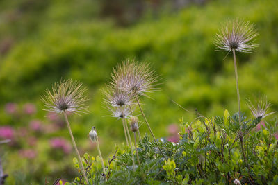 Close-up of dandelion on field