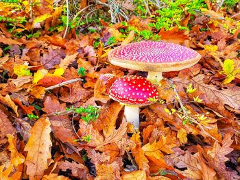 Close-up of fly agaric mushroom on field during autumn