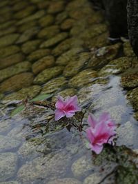 Close-up of pink flowers