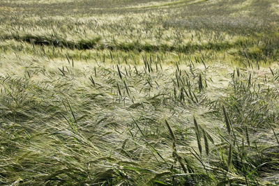 Scenic view of wheat field