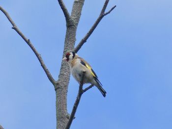 Low angle view of bird perching on branch