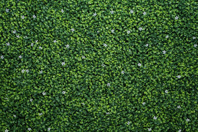 Many small green leaves and has white flowers