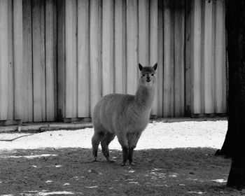 Portrait of horse standing outdoors