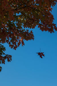Low angle view of tree against clear blue sky