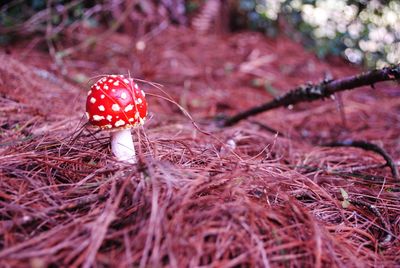 Close-up of mushroom growing on field