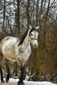 Horse on field during winter