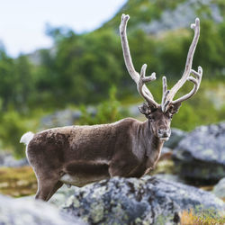 Reindeer looking at camera