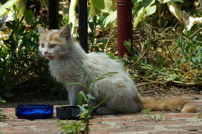 Portrait of cat sitting on plant