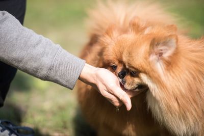 Close-up of hand feeding