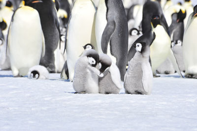 View of birds in snow