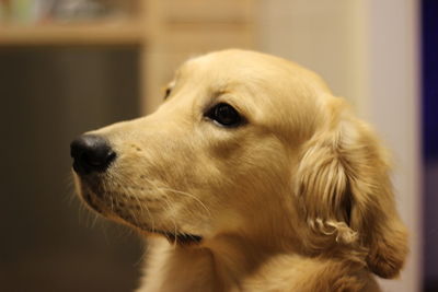 Close-up of dog looking away