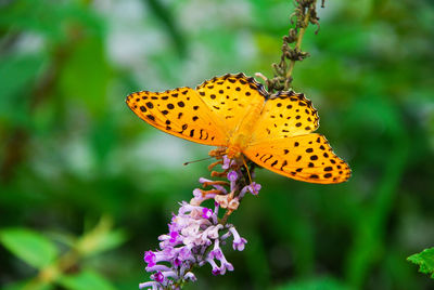 Close-up of butterfly pollinating on yellow flower