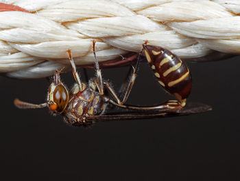 Close-up of insect over black background