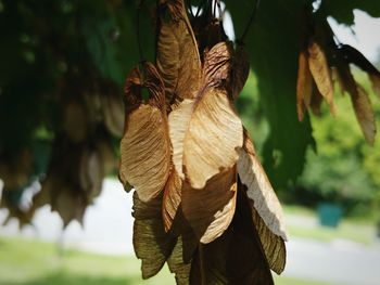 Close-up of dry maple seed pods hanging on tree