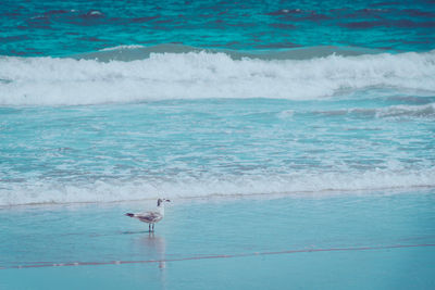 View of birds on the sea