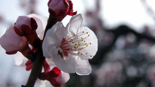 Close-up of cherry blossom