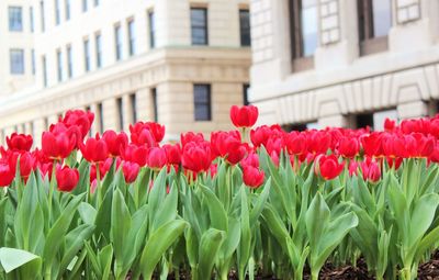 Close-up of red tulips