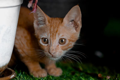 Close-up portrait of cat