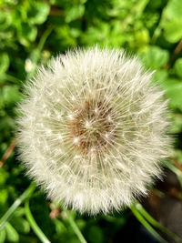 Close-up of dandelion flower