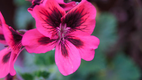 Close-up of pink flowers