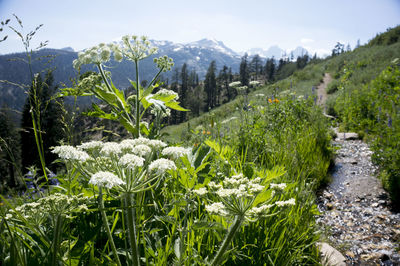 Plants growing on landscape against sky